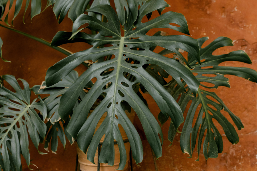 monstera-deliciosa